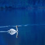 swan-swimming-on-lake